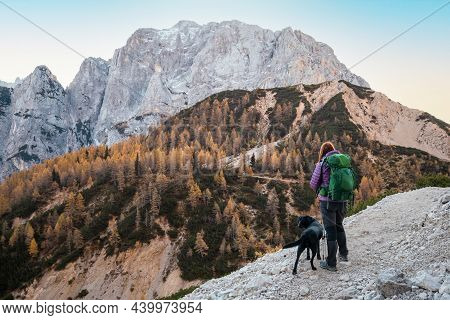 Woman And Dog Walking In Mountains With Golden Larch Trees In Autumn.
