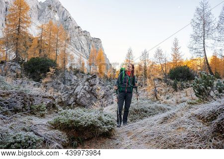 Woman Walking In Mountains With Golden Larch Trees In Autumn.