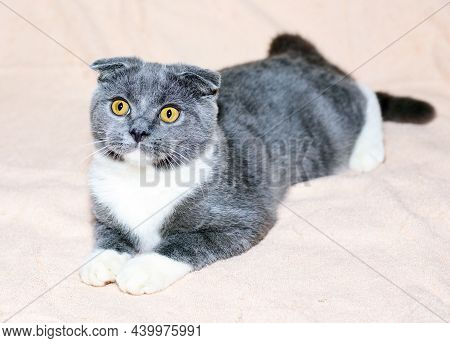 Scottish Fold Bicolor Blue Cat Is Lying On A Light Bed, The Theme Of Cats And Cats In The House, Pet