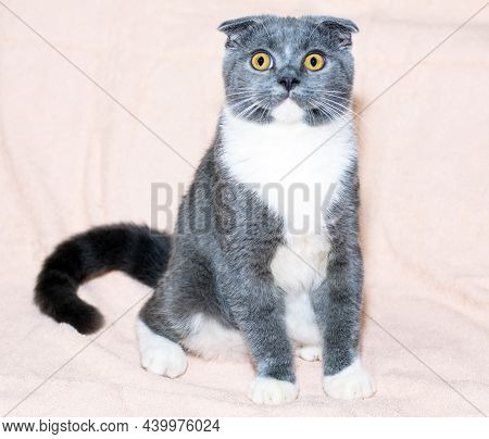Beautiful Scottish Scotish-fold Bicolor Cat Is Sitting On A Light Bed, The Theme Of Cats And Cats In