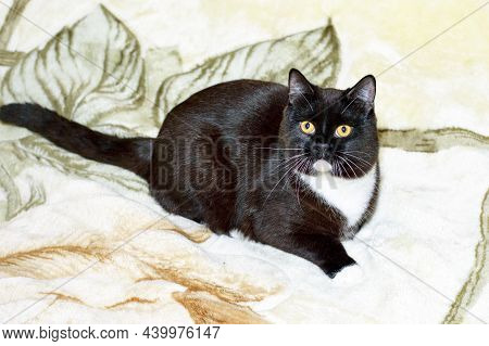 Big Bicolor Brown Scottish Straight Cat On A Blanket, Theme Cats And Cats In The House, Pets Their P