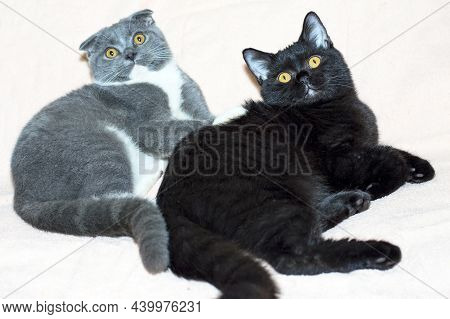 Black Straight And Blue Bicolor Scotish-fold Kitten Lies On A Light Background, The Theme Of Cats An