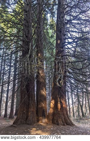 Old Sequoia Forest Near Village Of Bogoslov, Bulgaria