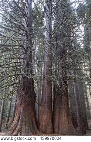 Old Sequoia Forest Near Village Of Bogoslov, Bulgaria