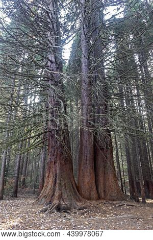 Old Sequoia Forest Near Village Of Bogoslov, Bulgaria