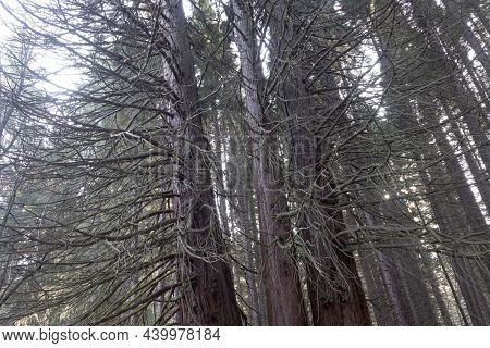 Old Sequoia Forest Near Village Of Bogoslov, Bulgaria