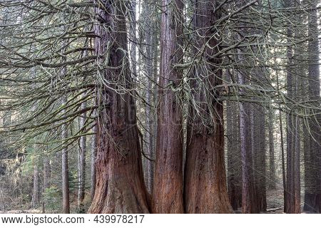 Old Sequoia Forest Near Village Of Bogoslov, Bulgaria