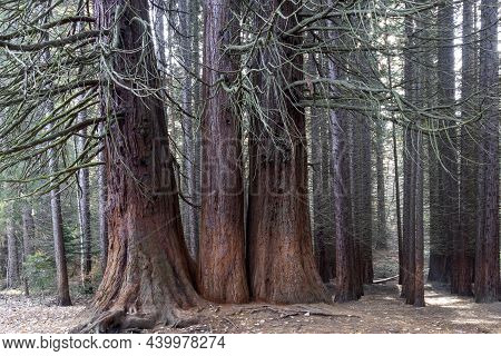 Old Sequoia Forest Near Village Of Bogoslov, Bulgaria