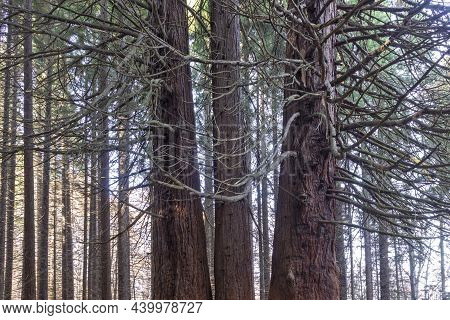 Old Sequoia Forest Near Village Of Bogoslov, Bulgaria
