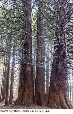 Old Sequoia Forest Near Village Of Bogoslov, Bulgaria