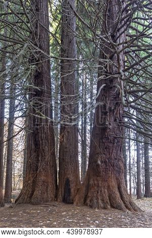 Old Sequoia Forest Near Village Of Bogoslov, Bulgaria