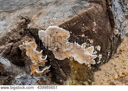Polyporous Fungus, A Common Fungus On Old Tree Trunk. Howrah, West Bengal, India.