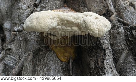 Big Polyporous Fungus, A Common Fungus On Old Tree Trunk. Howrah, West Bengal, India.