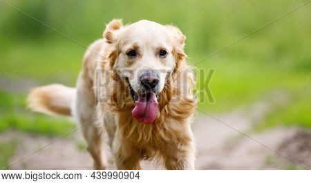Golden retriever dog with tonque out running outdoors. Purebred doggie pet labrador at nature closeup portrait