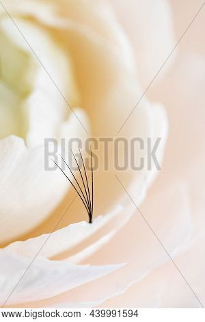 Concept Eyelash Extension Procedure. Macro Photo Lashes On Pink Flowers