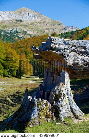 Forest in Anso Valley, Huesca Province in Aragon in Spain.