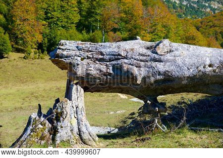 Forest in Anso Valley, Huesca Province in Aragon in Spain.