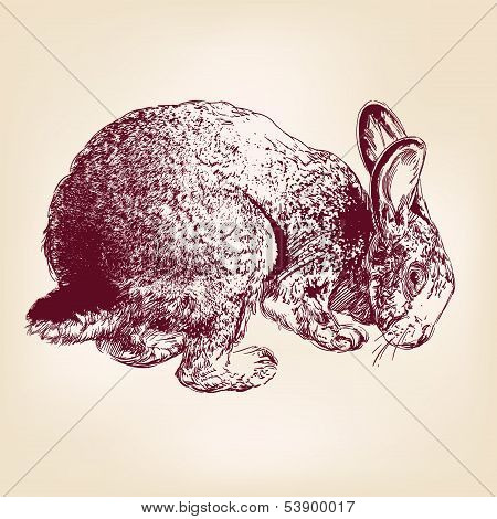 bunny hand drawn vector llustration realistic sketch