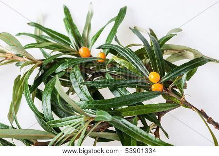 seabuckthorn