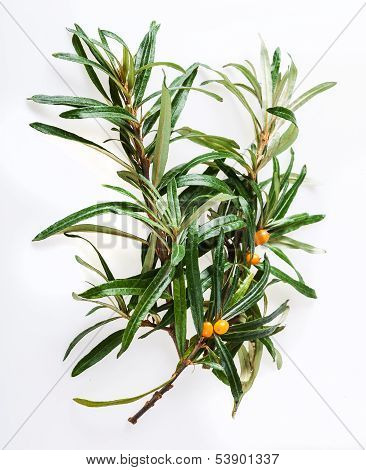 seabuckthorn