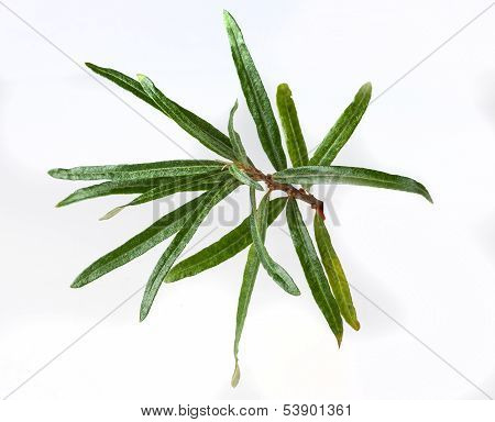 seabuckthorn
