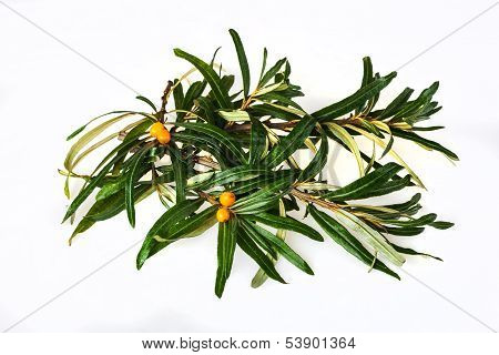 seabuckthorn