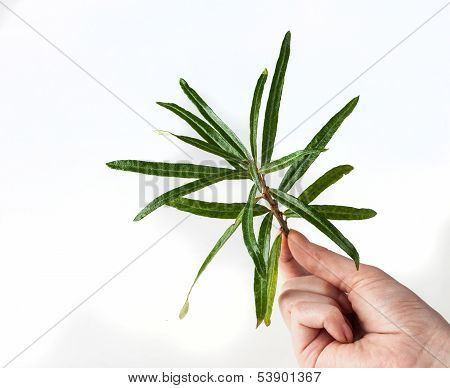 seabuckthorn