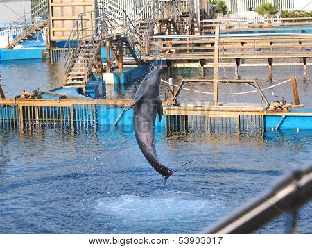 Dolphin Jumping