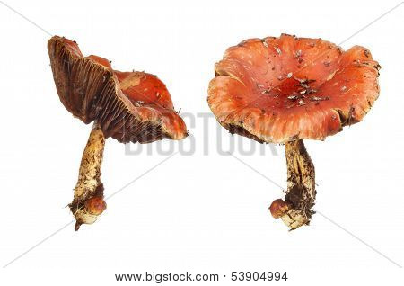 Fungi