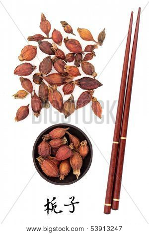 Gardenia fruit used in traditional chinese herbal medicine with mandarin title script translation and chopsticks. Zhi zi. 