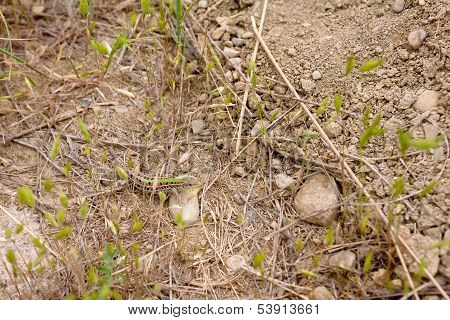 Lizard