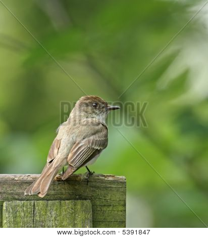 วิลโลว์ Flycatcher (empidonax Trallii)