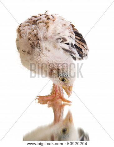 Little Chick
