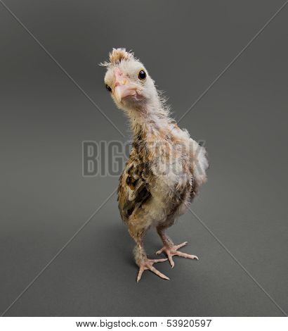 Little Chick