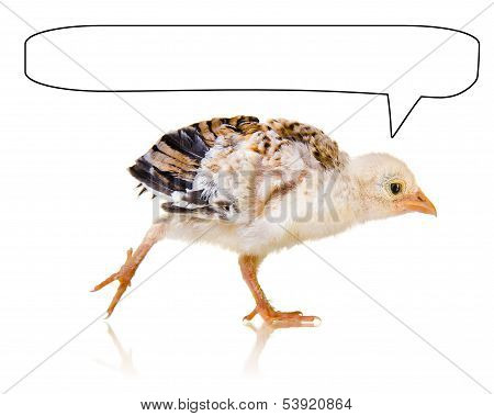 Little Chick