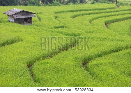 Green Terraced Rice Field In Chiangmai, Thailand