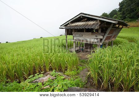 Old Farmer House In The Rice Field