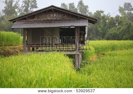 Old Farmer House In The Rice Field