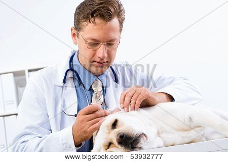 vet checks the health of a dog