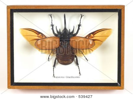 Volo strano Bug