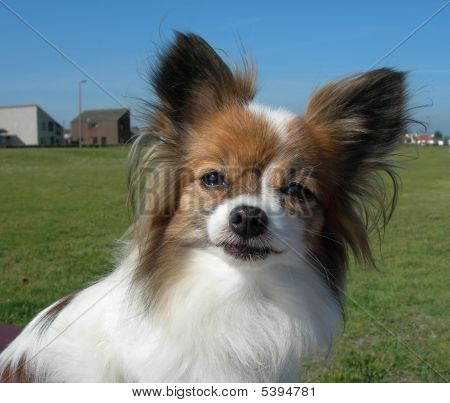 Nærbillede af Papillon Hund ser på kamera