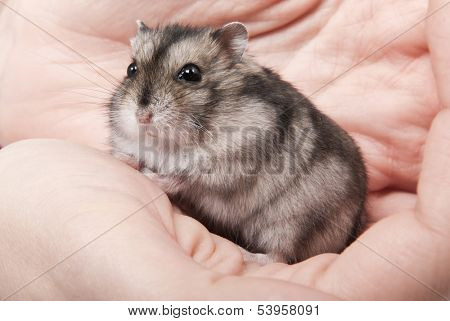 Little dwarf hamster on women hands