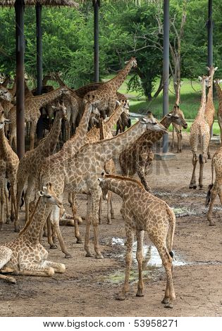 giraffes in the zoo safari park