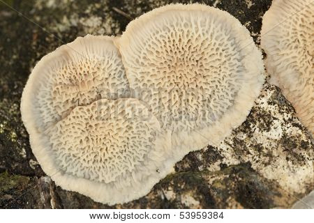 Phlebia Tremellosa