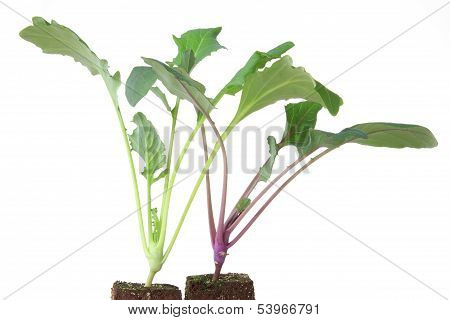 Seedlings Of Kohlrabi
