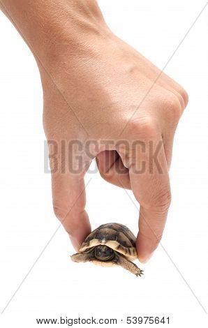 Turtle
