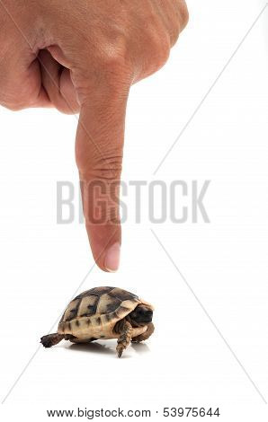 Turtle