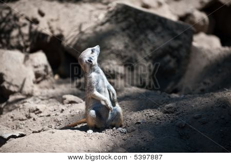 Ararken Meerkat