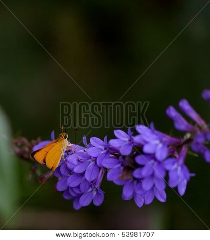 Delaware Skipper Butterfly