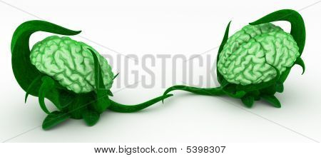 Planta de cerebro, contacto